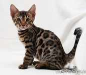 Bengal Kitten rosetted